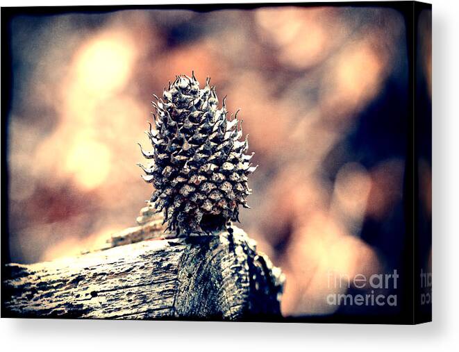 Pine Cone Canvas Print featuring the photograph Vintage Pine Cone by Phil Perkins