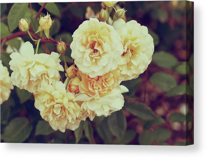 Rose Canvas Print featuring the photograph Vintage Roses by Tanya C Smith