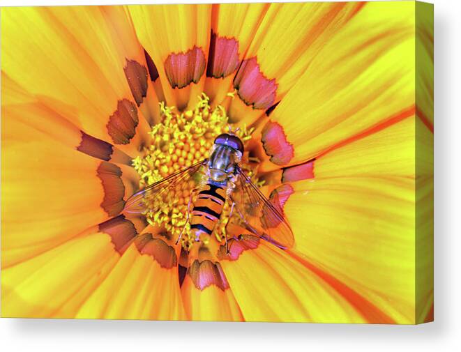 Macro Canvas Print featuring the photograph Visiting Gazania by Terence Davis