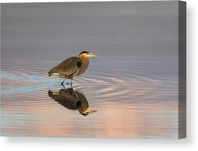 Ardea Herodias Canvas Print featuring the photograph Wading Great Blue Heron by Michael Russell