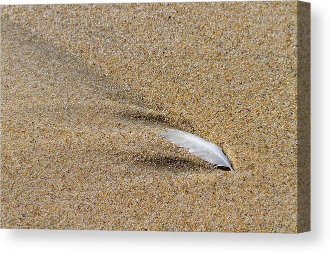 Beach Canvas Print featuring the photograph Wake of a Feather by Liza Eckardt