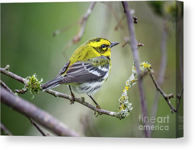 Cold Canvas Print featuring the photograph Warbler by Craig Leaper