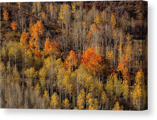 Fall Canvas Print featuring the photograph Warm Light On Distant Aspens by Denise Bush