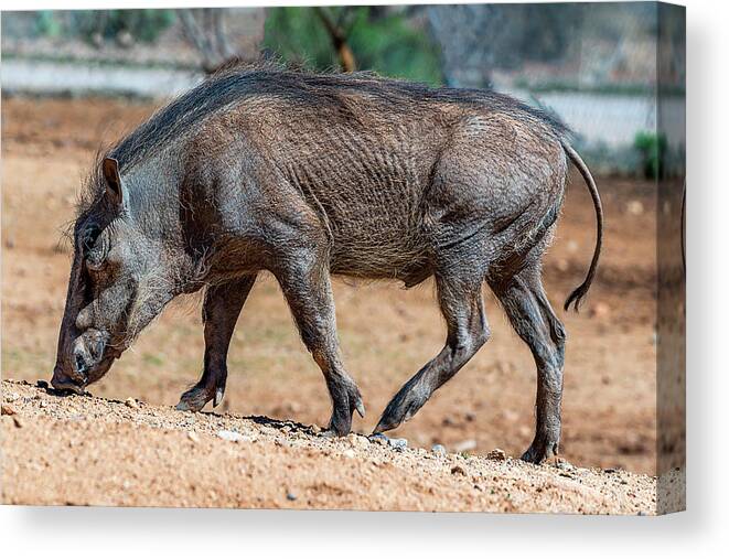  Canvas Print featuring the photograph Warthog by Al Judge