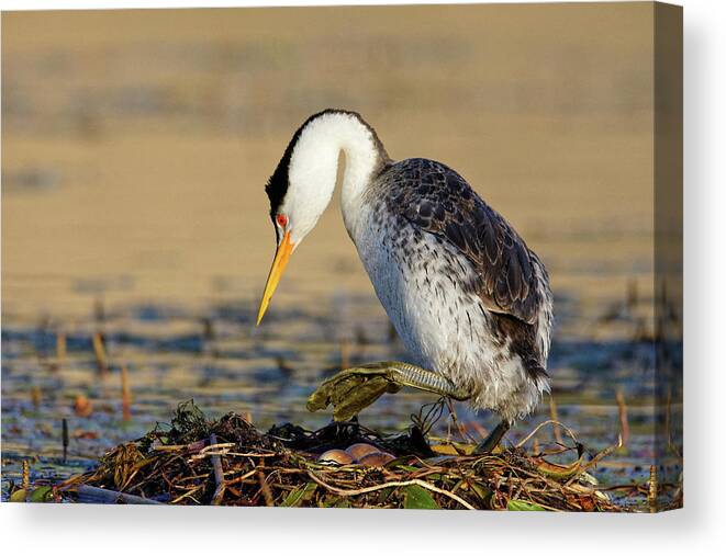 Watch Your Step Canvas Print featuring the photograph Watch Your Step -- Clark's Grebe Nest with Eggs at Santa Margarita Lake, California by Darin Volpe