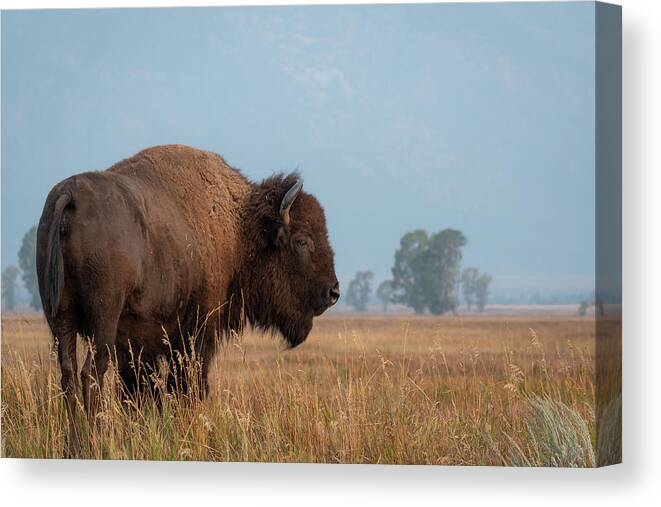 Buffalo Canvas Print featuring the photograph Watcher by Mary Hone