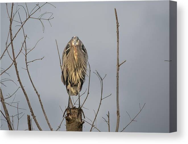 Gbh Canvas Print featuring the photograph Watching by Jerry Cahill