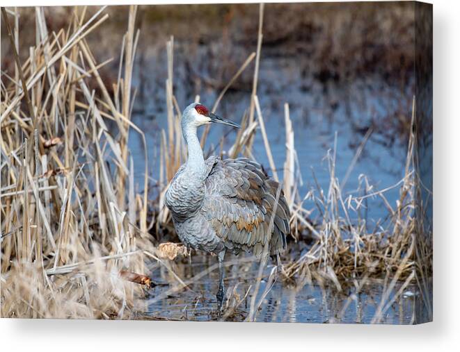 Bird Canvas Print featuring the photograph Watching Me Watching You by Rose Guinther