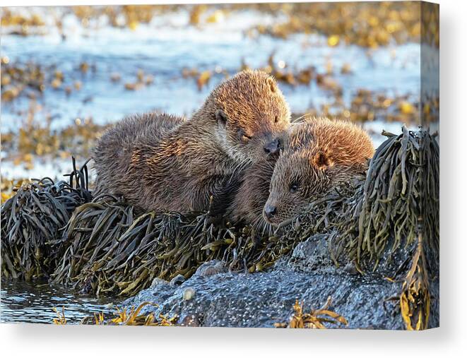 Otter Canvas Print featuring the photograph Watching The Tide Come In by Pete Walkden