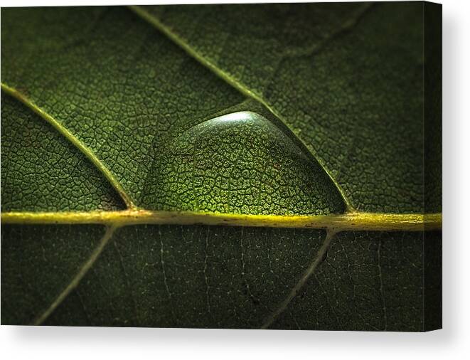 Environmental Conservation Canvas Print featuring the photograph Water drop on leaf by MirageC