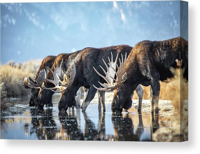 Moose Canvas Print featuring the photograph Water hole meeting by Peter Mangolds