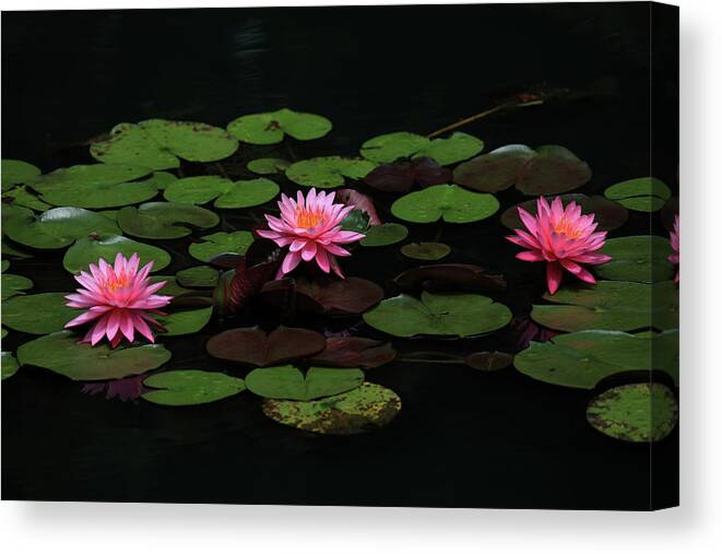 Water Lily Canvas Print featuring the photograph Water Lilies 9 by Richard Krebs