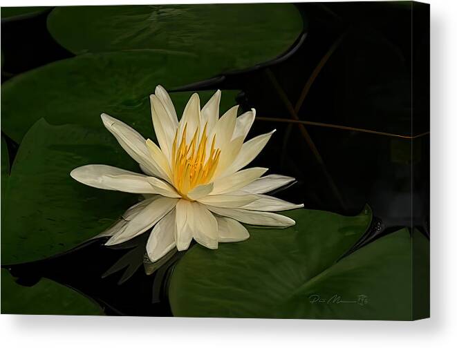 Water Lily Canvas Print featuring the photograph Water Lily on Pad by Phil Mancuso