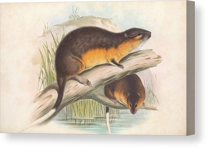 Australia Canvas Print featuring the drawing Water Rat or Rakali by John Gould