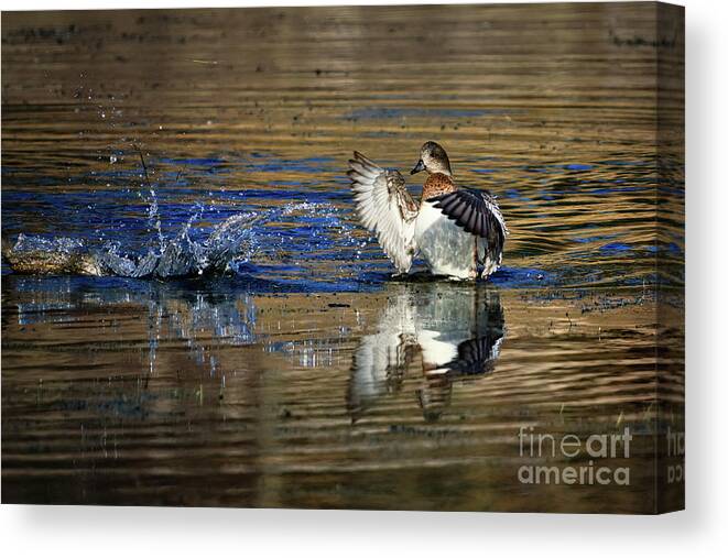 Duck Canvas Print featuring the photograph Waterplay by Thomas Nay