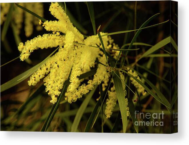 Flora;plant;flower;acacia;wattle;yellow;wildflower Canvas Print featuring the photograph Wattle C02 by Werner Padarin