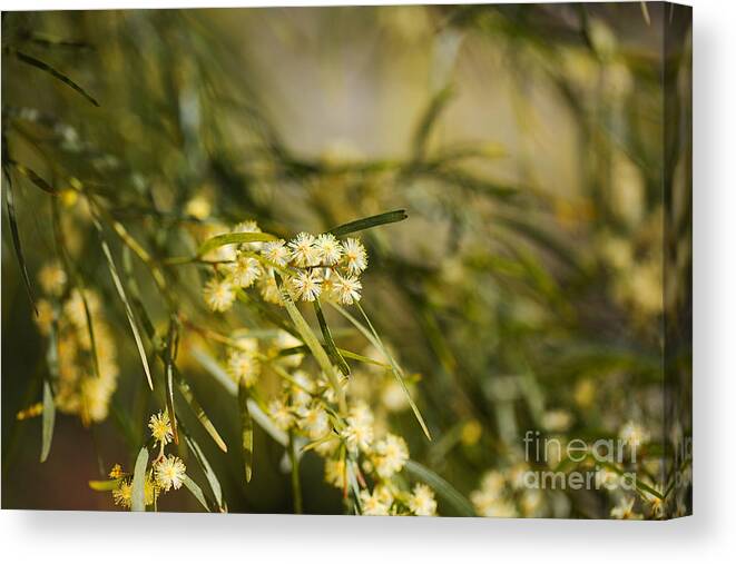 Acacia Canvas Print featuring the photograph Wattle Tree Spring Flowers by Joy Watson