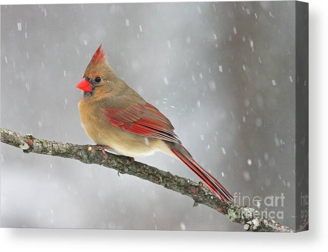 Cardinal Canvas Print featuring the photograph Weathering the Storm by Jayne Carney