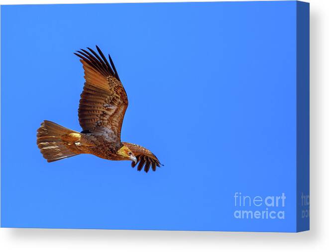 Eagle Canvas Print featuring the photograph Wedge tailed Eagle flight by Benny Marty
