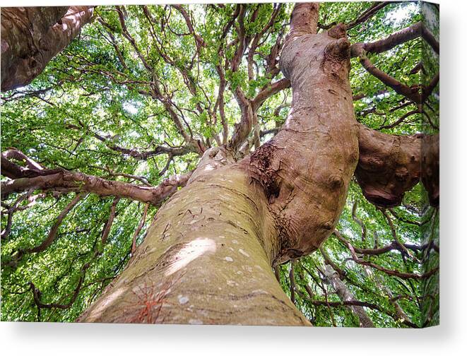 Weeping Canvas Print featuring the photograph Weeping Twist by Steven Nelson