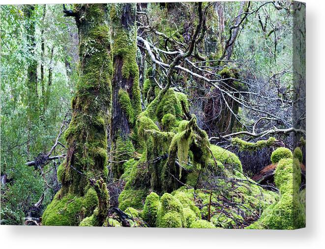 Tasmania Canvas Print featuring the photograph Weindorfer's Forest, Cradle Mountain,Tasmania, Australia by Elaine Teague