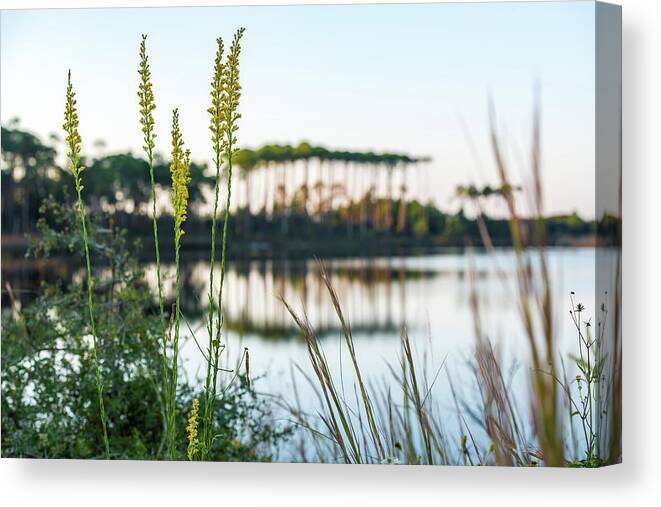 Sowal Canvas Print featuring the photograph Western Lake Goldenrods by Kurt Lischka