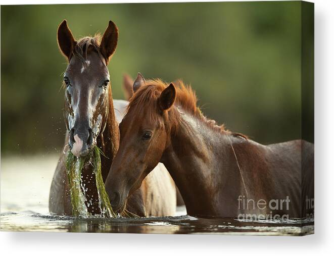 Salt River Wild Horses Canvas Print featuring the photograph Wet Face by Shannon Hastings