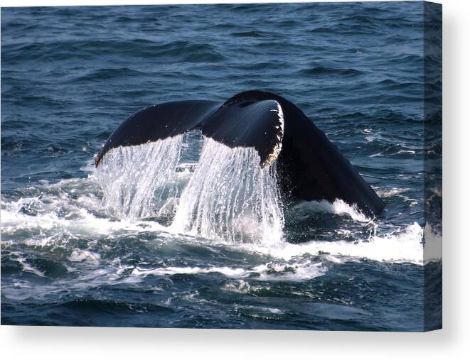 Whale Canvas Print featuring the photograph Whale Fluke by Flinn Hackett