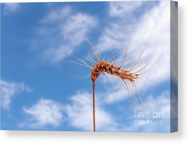 Wheat Canvas Print featuring the photograph Wheat by Daniel M Walsh
