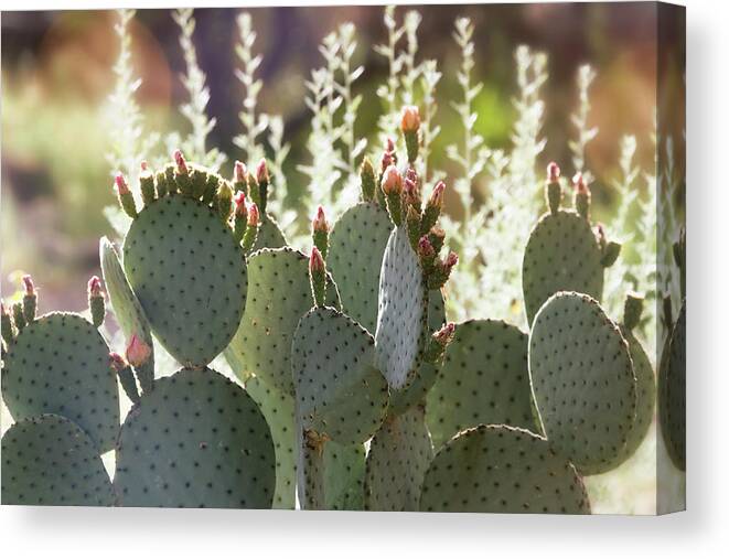 Prickly Pear Cactus Canvas Print featuring the photograph When Prickly And Beautiful Meet by Saija Lehtonen
