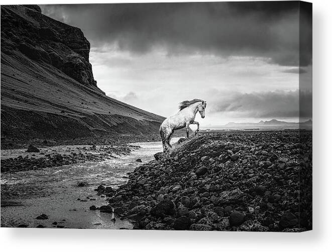 Icelandic Horse Canvas Print featuring the photograph Where there is no path II - Horse Art by Lisa Saint