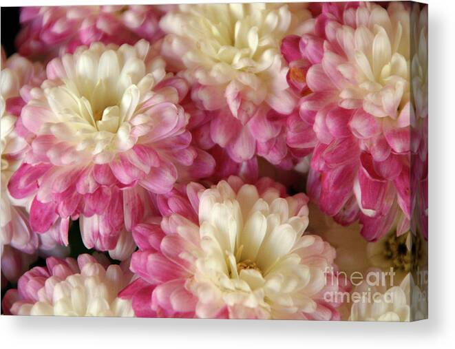 Flora Canvas Print featuring the photograph White and Pink Mums by Mariarosa Rockefeller