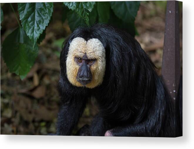 White-faced Canvas Print featuring the photograph White-Faced Saki Monkey by David Gn