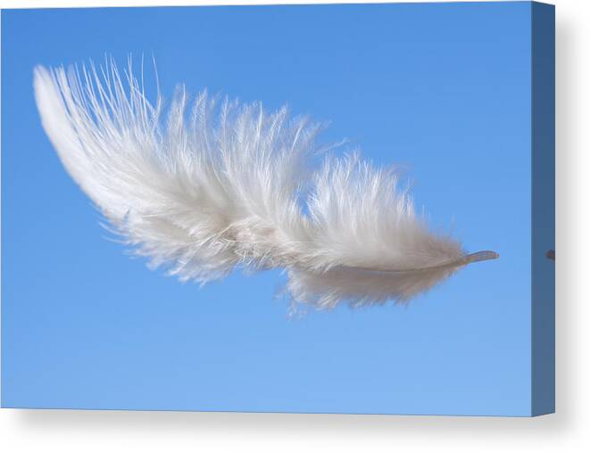 Blurred Motion Canvas Print featuring the photograph White Feather Floating by DaydreamsGirl
