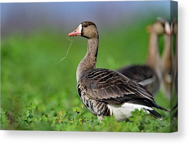  White-fronted Goose Canvas Print featuring the photograph White-fronted Goose - Anser albifrons, Sacramento NWR by Amazing Action Photo Video