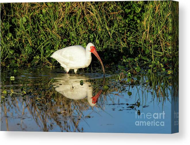 White Ibis And Its Reflection Canvas Print featuring the photograph White Ibis And Its Reflection by Felix Lai