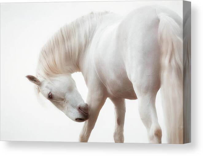 Horse Canvas Print featuring the photograph White Knight - Horse Art by Lisa Saint