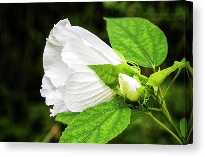 White Hibiscus Flower Canvas Print featuring the photograph White Hibiscus Bloom and Bud in the Croatan National Forest by Bob Decker