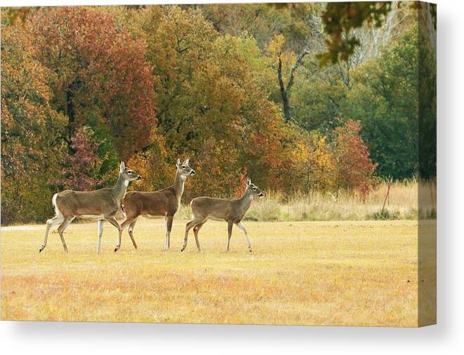 Nature Canvas Print featuring the photograph White-tail Deer in Autumn Field by Sheila Brown