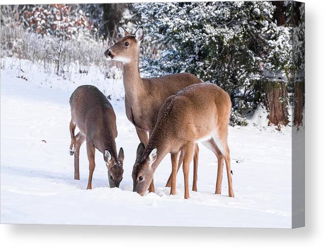 White-tailed Deer Canvas Print featuring the photograph White-tailed Deer - 8855 by Jerry Owens