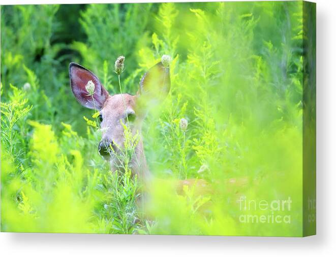 Deer Canvas Print featuring the photograph White-tailed Fawn in Meadow by Charline Xia