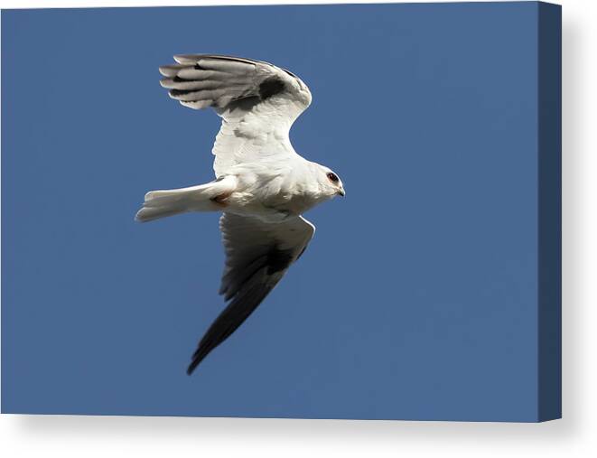 Kite Canvas Print featuring the photograph White Tailed Kite in Flight by Rick Pisio