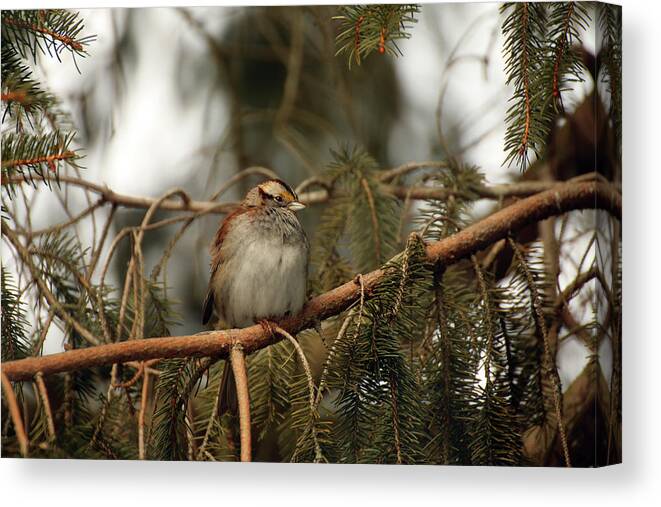 White-throated Sparrow Canvas Print featuring the photograph White-throated Sparrow by Laurie Lago Rispoli