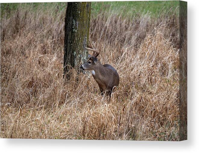 Whitetail Deer Canvas Print featuring the photograph Whitetail buck in the grass by Dan Friend