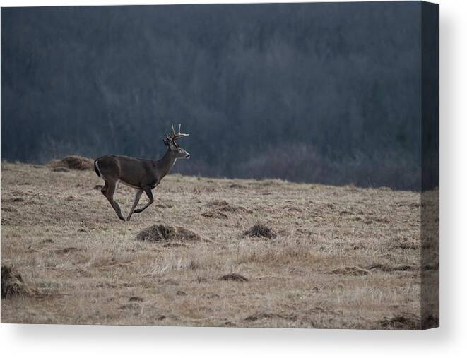 Whitetail Deer Canvas Print featuring the photograph Whitetail buck running in a field by Dan Friend
