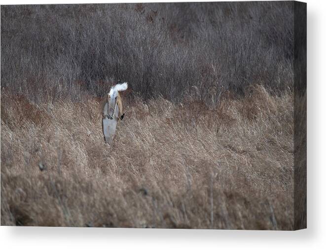Whitetail Deer Canvas Print featuring the photograph Whitetail doe landing after jumping high by Dan Friend