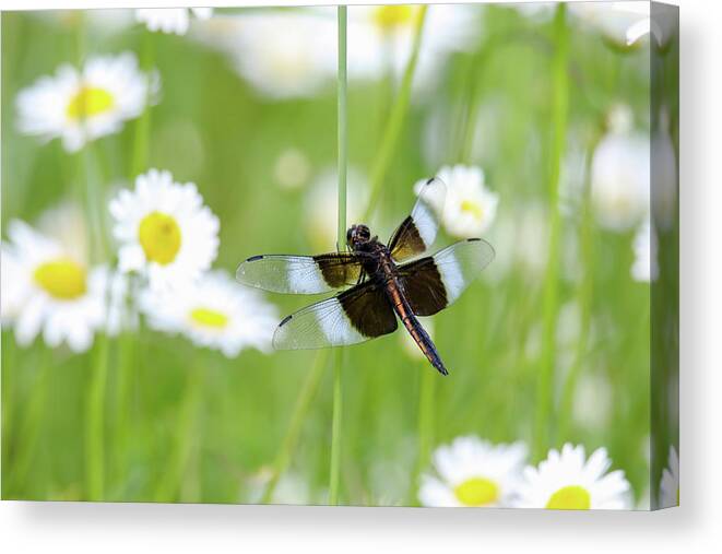 Dragonfly Canvas Print featuring the photograph Widow Skimmer Dragonfly by Brook Burling