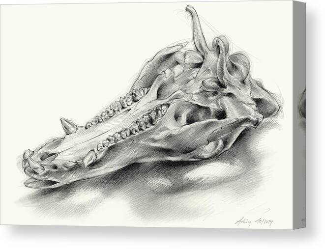 Wild Boar Canvas Print featuring the drawing Wild boar skull and metamorphosis of life 2 by Adriana Mueller