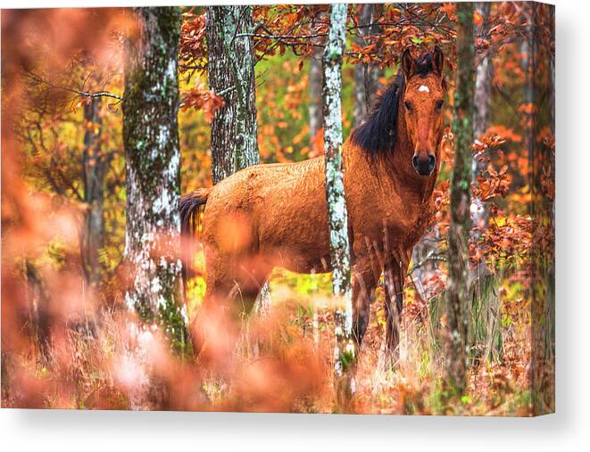 Animals Canvas Print featuring the photograph Wild by Evgeni Dinev