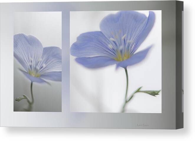 Linum Canvas Print featuring the photograph Wild Flax by Phil And Karen Rispin